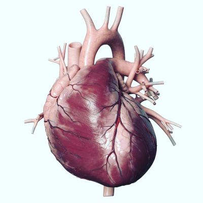 Cardio-Vascular ( CVS ) module  I  2026 Cover