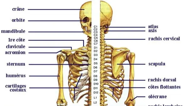 كورسات تانيه علاج طبيعي ترم اول 2025/2026 Cover