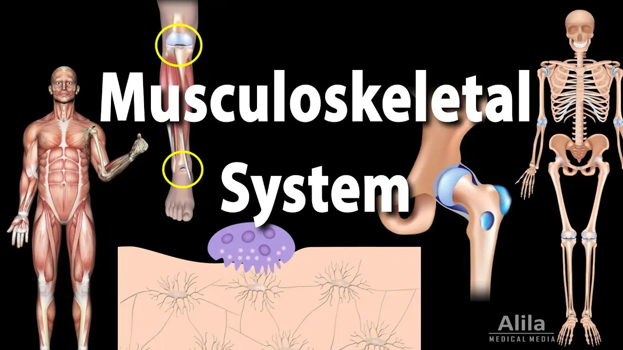 musculoskeletal اهليه 2025/2026 Cover