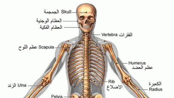 كورسات اولي علاج طبيعي قنا 2025/2026 ترم اول Cover