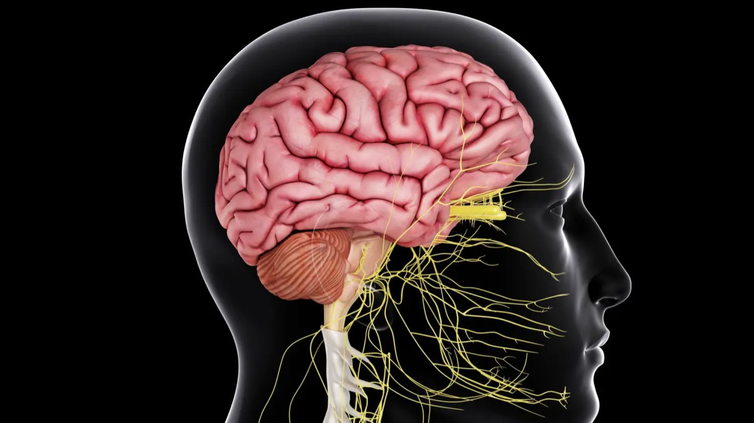 CNS anatomy qena Cover
