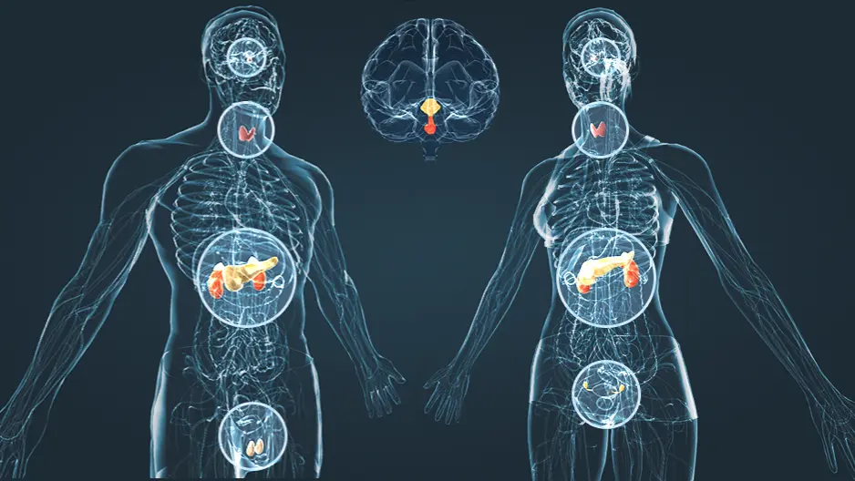 Endocrine Module BSNU Cover