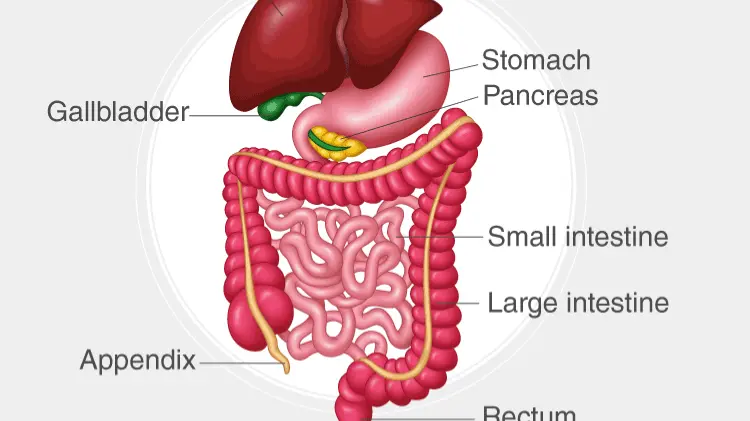 internal medicine Cover