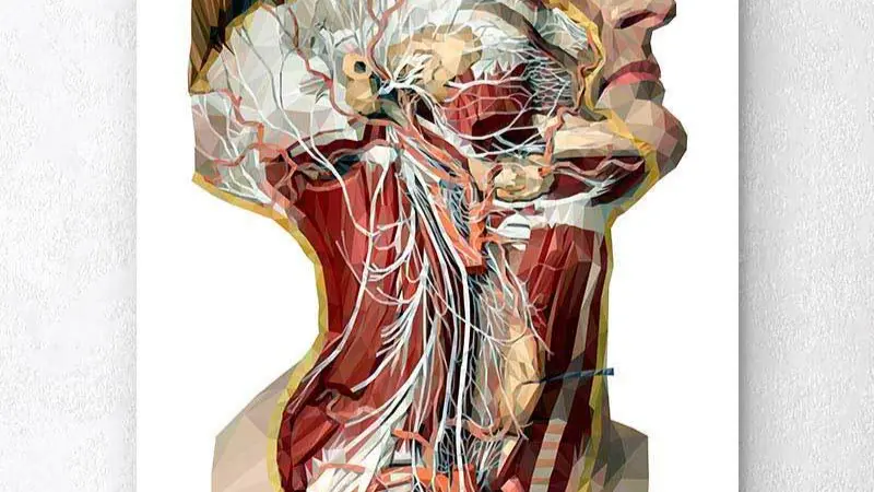 Neuroscience 1 (Head&Neck) Anatomy Cover