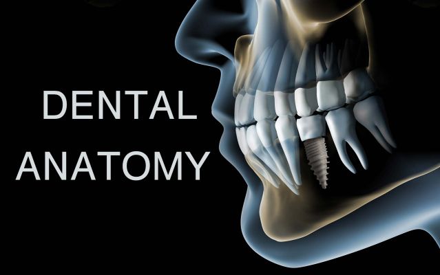 Dental Anatomy - طب أسنان البترجي Cover