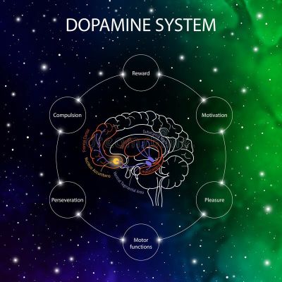 Neuroanatomy جامعة شمال الراجحي Cover
