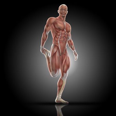 Anatomy - المستوى الثالث ( الريان ) Cover