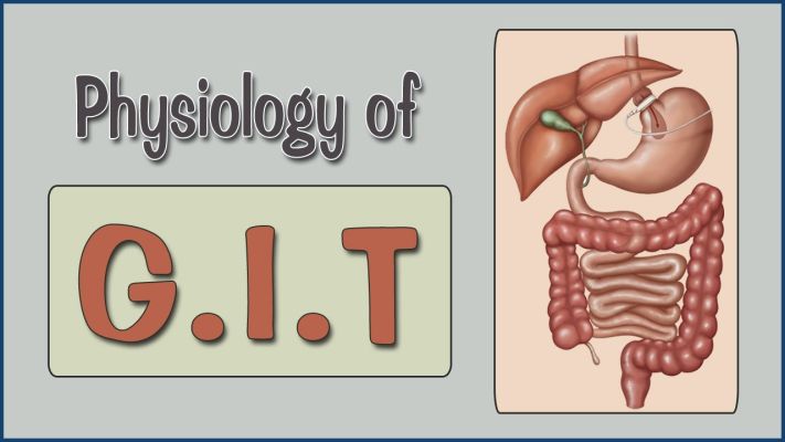 Physiology GIT - الريان المستوى الخامس Cover