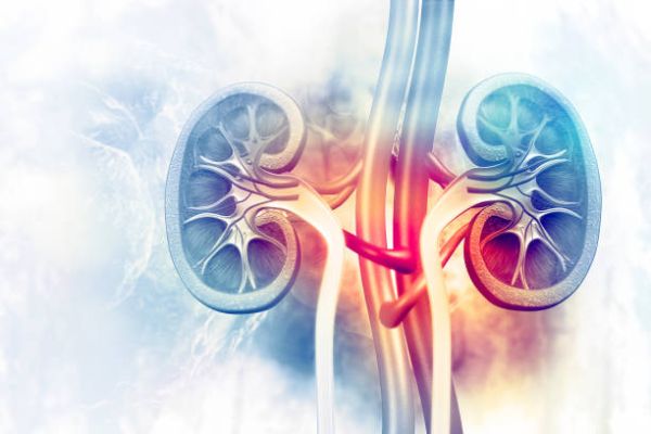 Renal Physiology  - الريان المستوى الخامس Cover