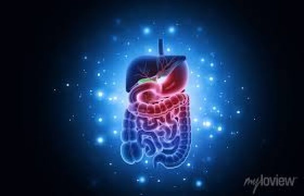طب البترجي - Anatomy  ( Digestion & Defense ) Cover