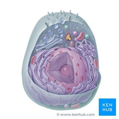 هستولوجي- طب البترجي - Circulation & Respiration I Cover
